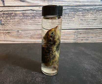 Quail Chick Wet Specimen Vial
