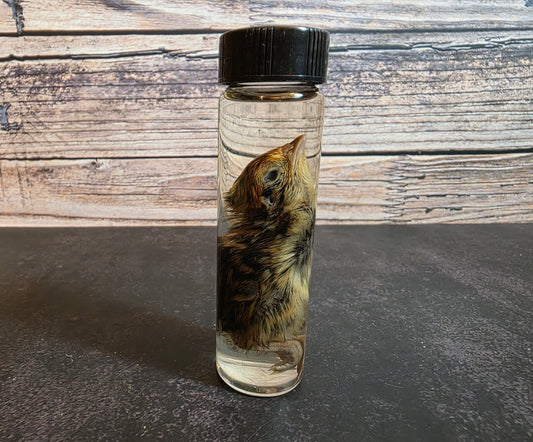 Quail Chick Wet Specimen Vial