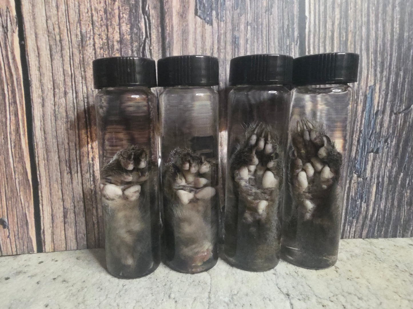 Squirrel Paw Wet Specimen
