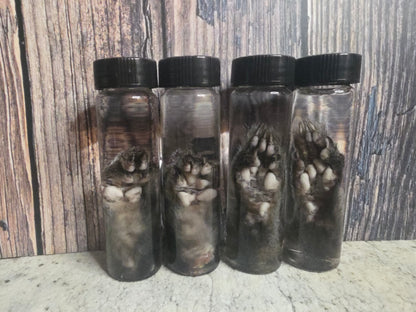 Squirrel Paw Wet Specimen