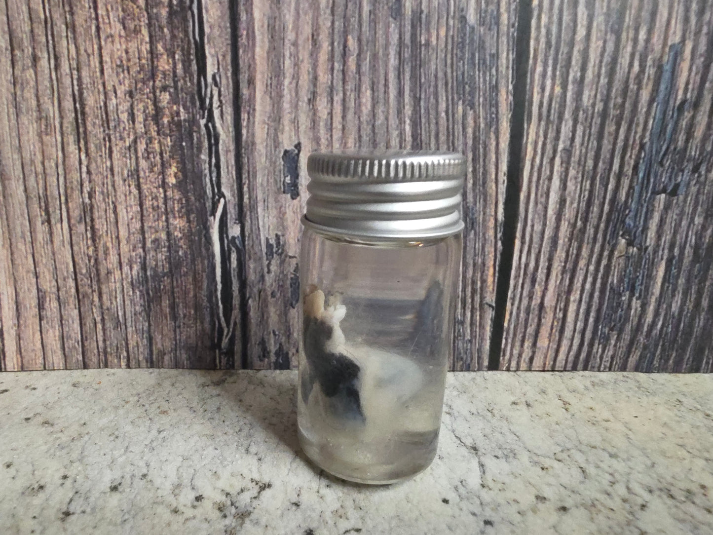 Pathological Virginia Opossum Testicles Wet Specimen (#1)