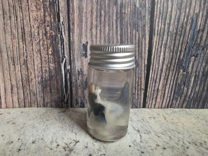 Pathological Virginia Opossum Testicles Wet Specimen (#1)