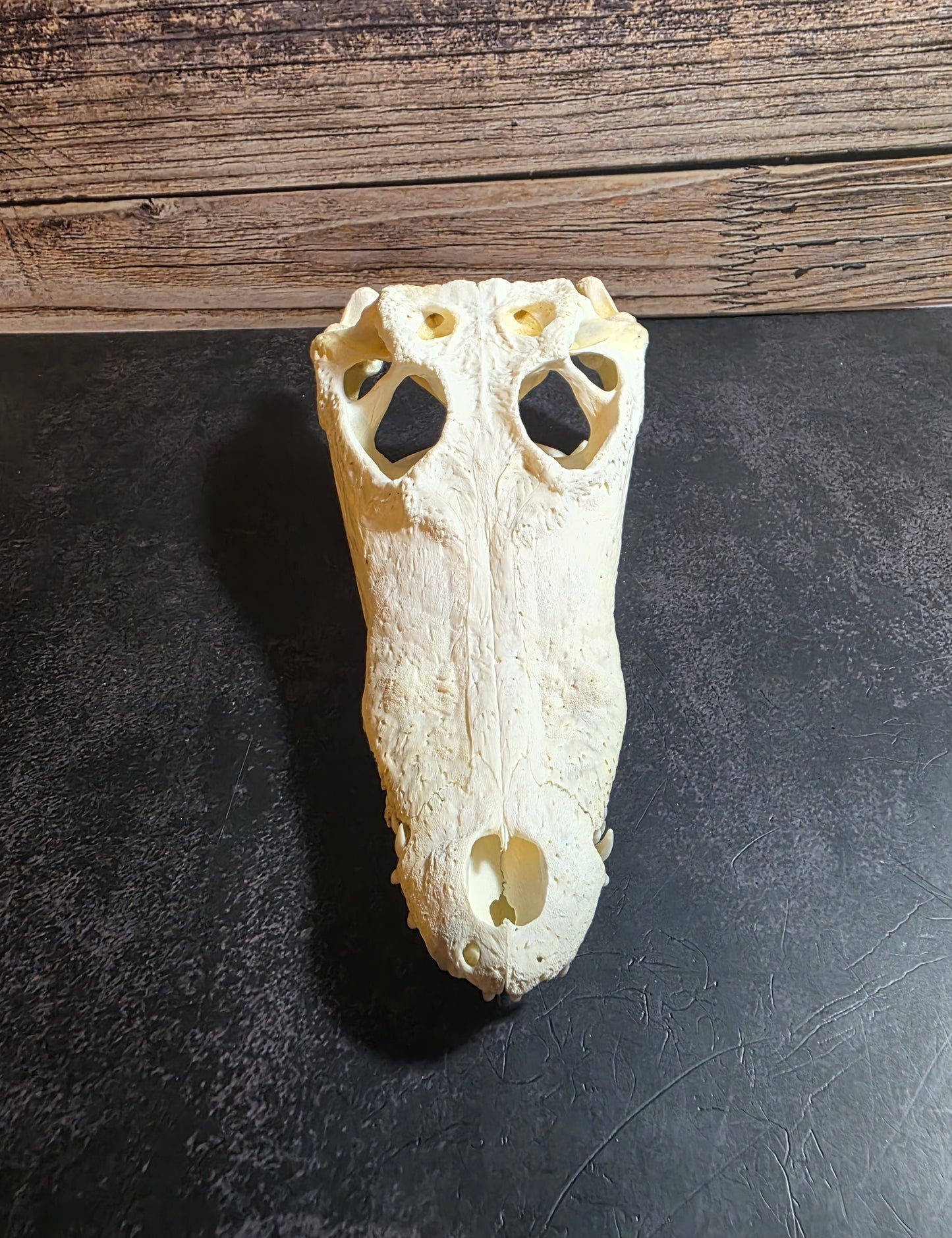 Crocodile Skull