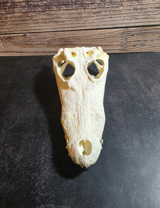 Crocodile Skull