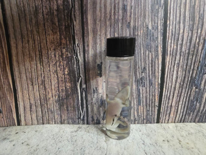 Gecko Wet Specimen (#2)