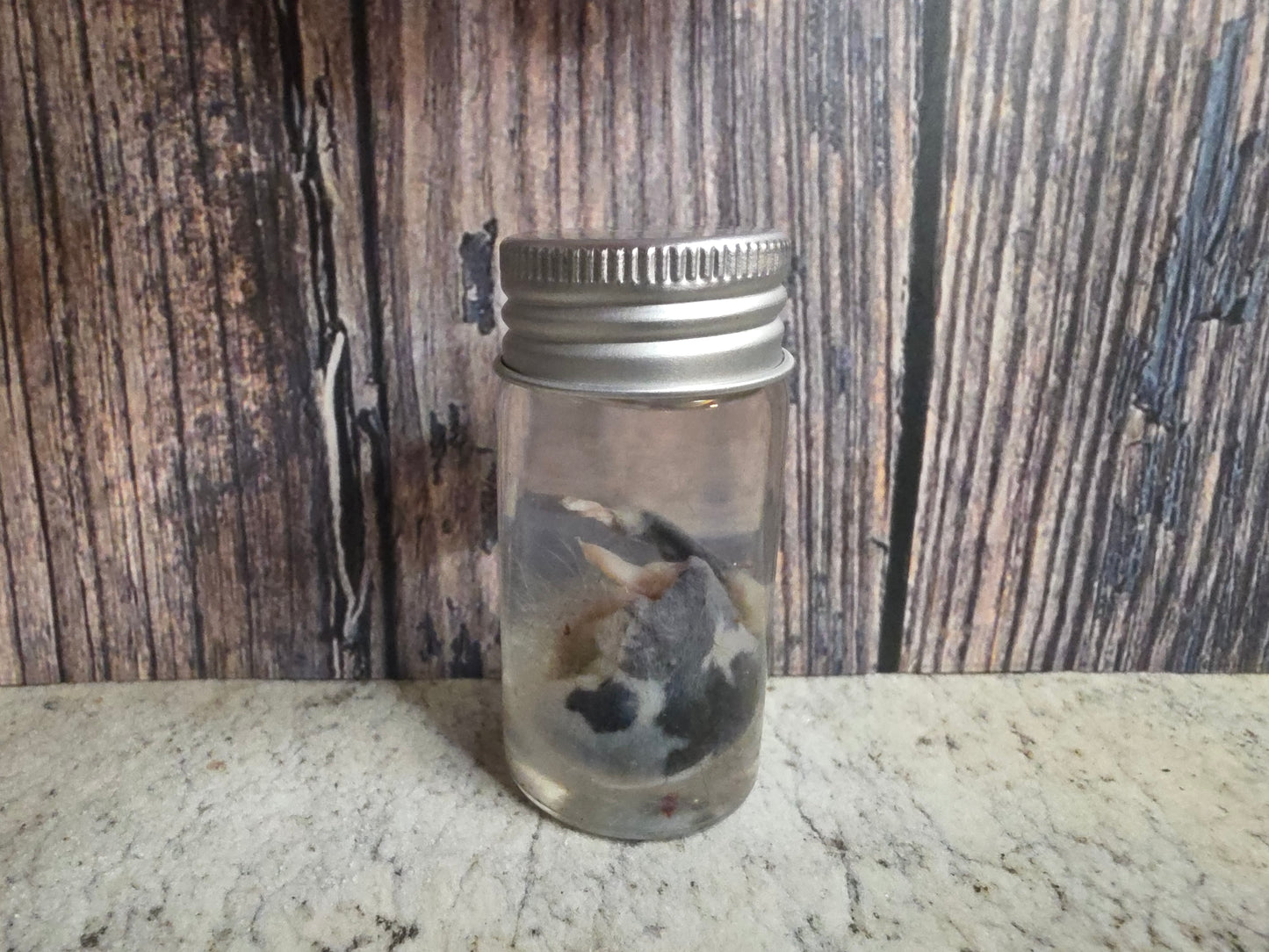 Imperfect Virginia Opossum Testicles Wet Specimen (#2)