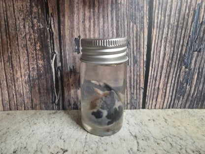 Imperfect Virginia Opossum Testicles Wet Specimen (#2)