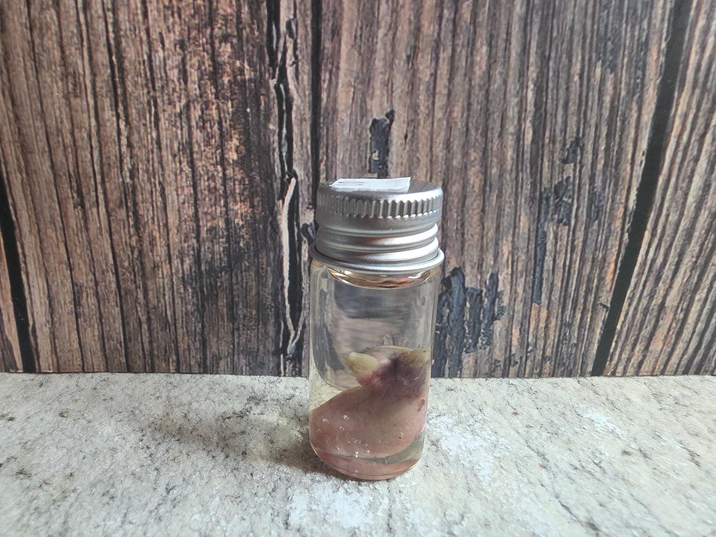Red Fox Testicle Wet Specimen