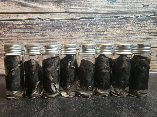 Fuzzy Dark Mouse Wet Specimen Vial