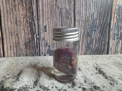 Domestic Black Cat Cat Kidney Wet Specimen