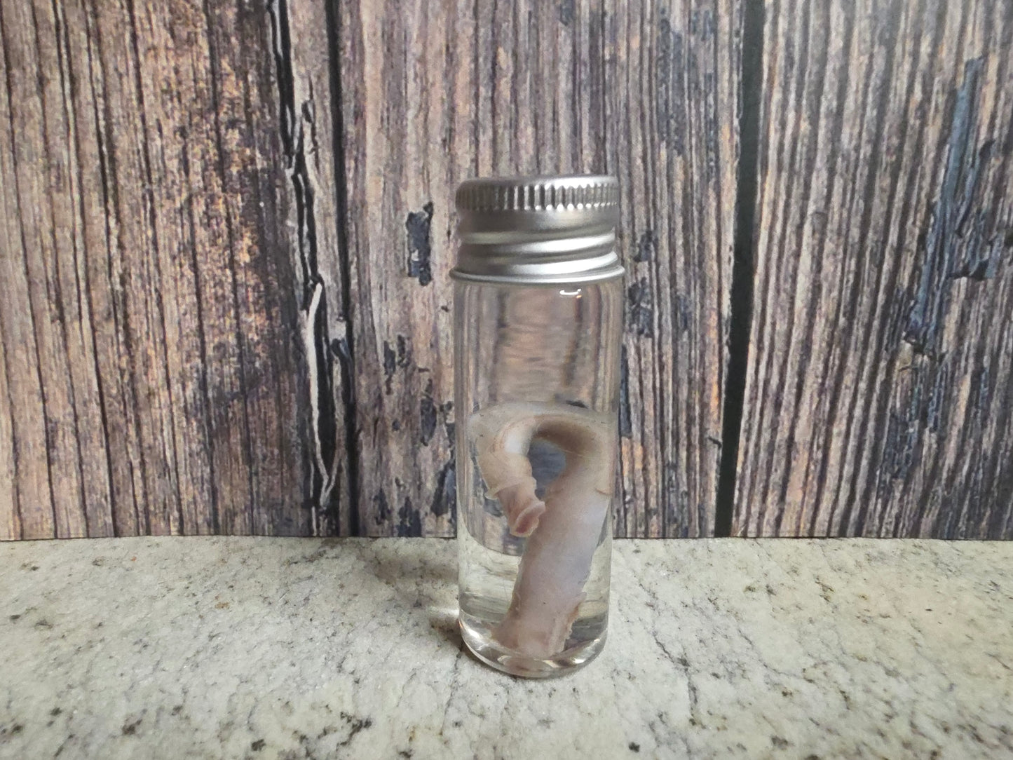 Squirrel Penis Wet Specimen (#1)