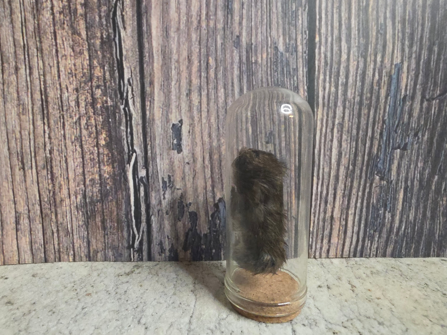 Dry Preserved Field Mouse Dome