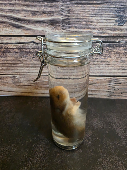 Hamster Wet Specimen (Sm) #2