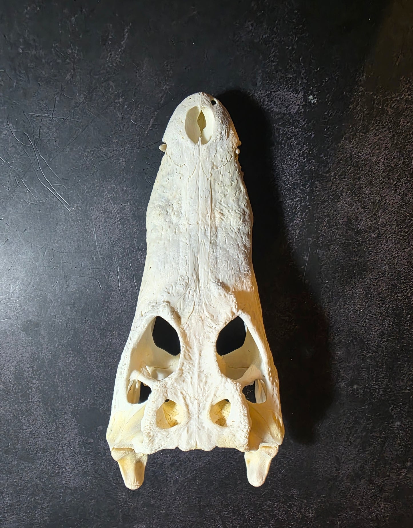 Crocodile Skull
