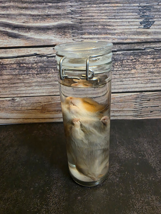 Hamster Wet Specimen (Sm) #3