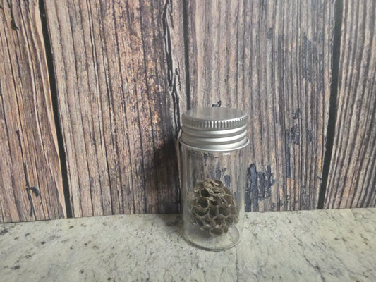 Paper Wasp Nest Curio Vial (Lg)