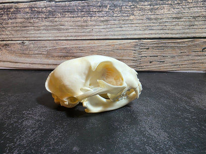 Domestic Cat Skull