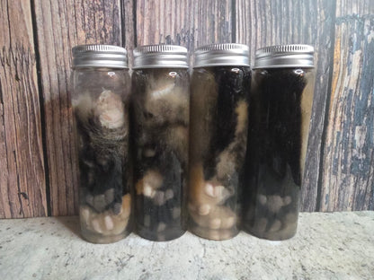 Brindle Tabby Cat Paw Wet Specimen
