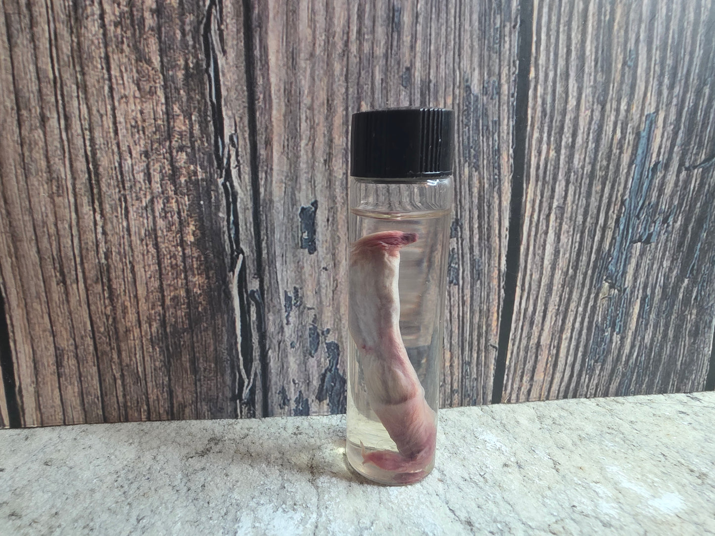 Red Fox Penis Wet Specimen