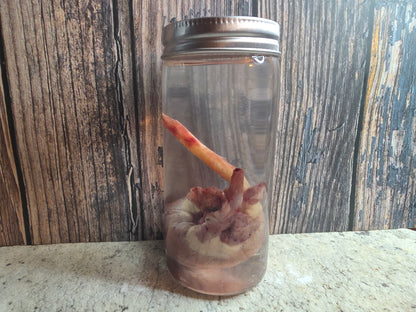 Red Fox Heart Wet Specimen