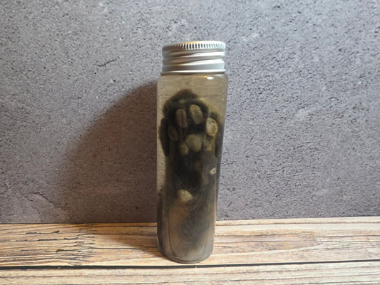 Grey Tortiseshell Cat Paw Wet Specimen