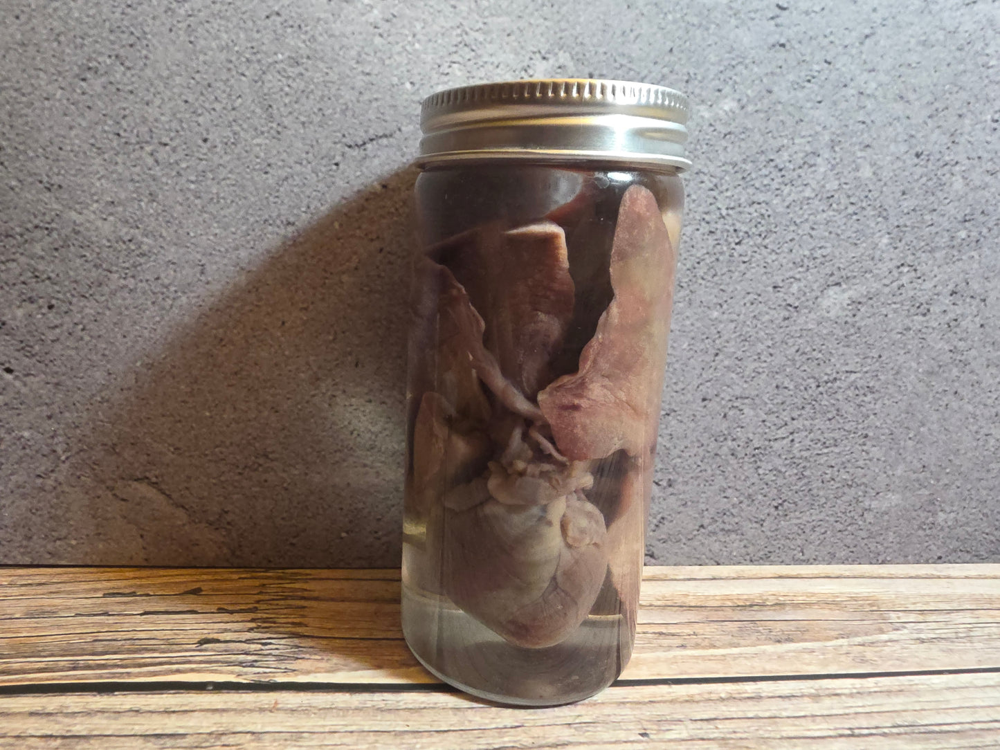 'Biblical Angel' Cat Heart And Lungs Wet Specimen