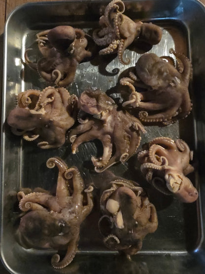 Wholesale: Octopus Wet Specimen (No Jars)