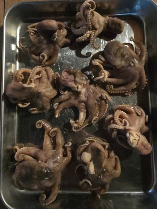 Wholesale: Octopus Wet Specimen (No Jars)