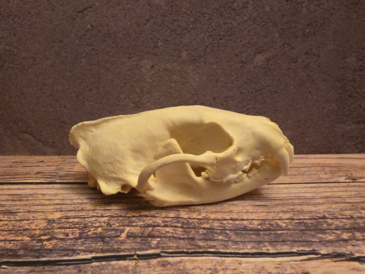 Fisher Cat Skull