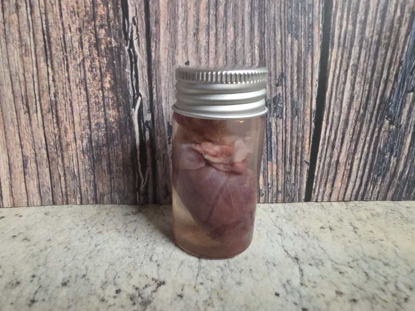 Imperfect Virginia Opossum Heart Wet Specimen (#3)