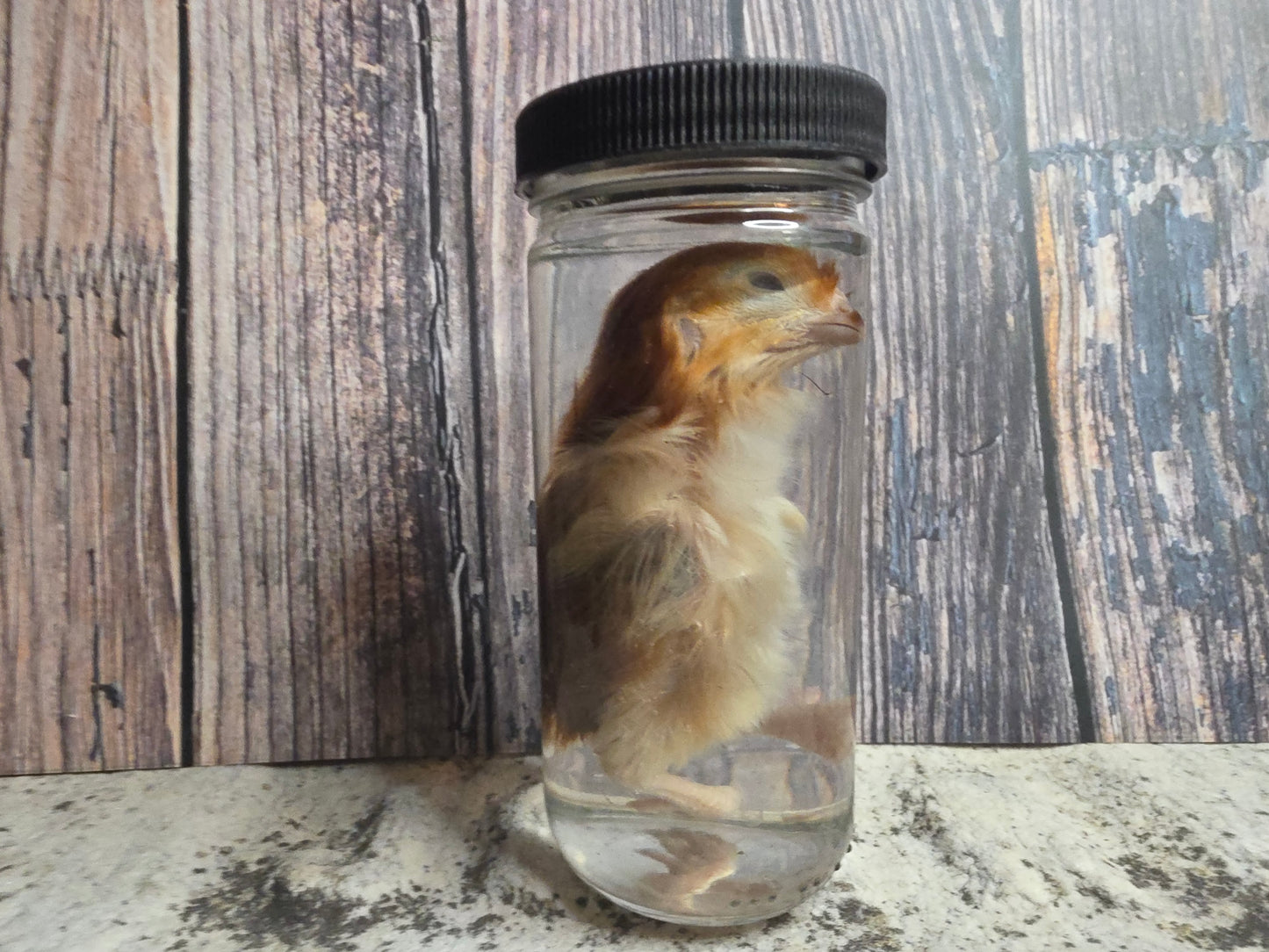 Red Domestic Chick Wet Specimen (#1)
