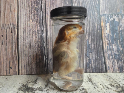 Red Domestic Chick Wet Specimen (#1)