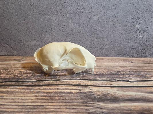 Domestic Cat Skull (Upper Half)