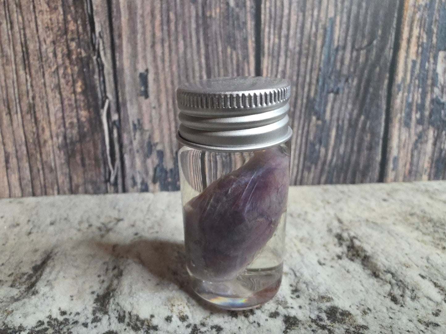 Domestic Black Cat Cat Kidney Wet Specimen