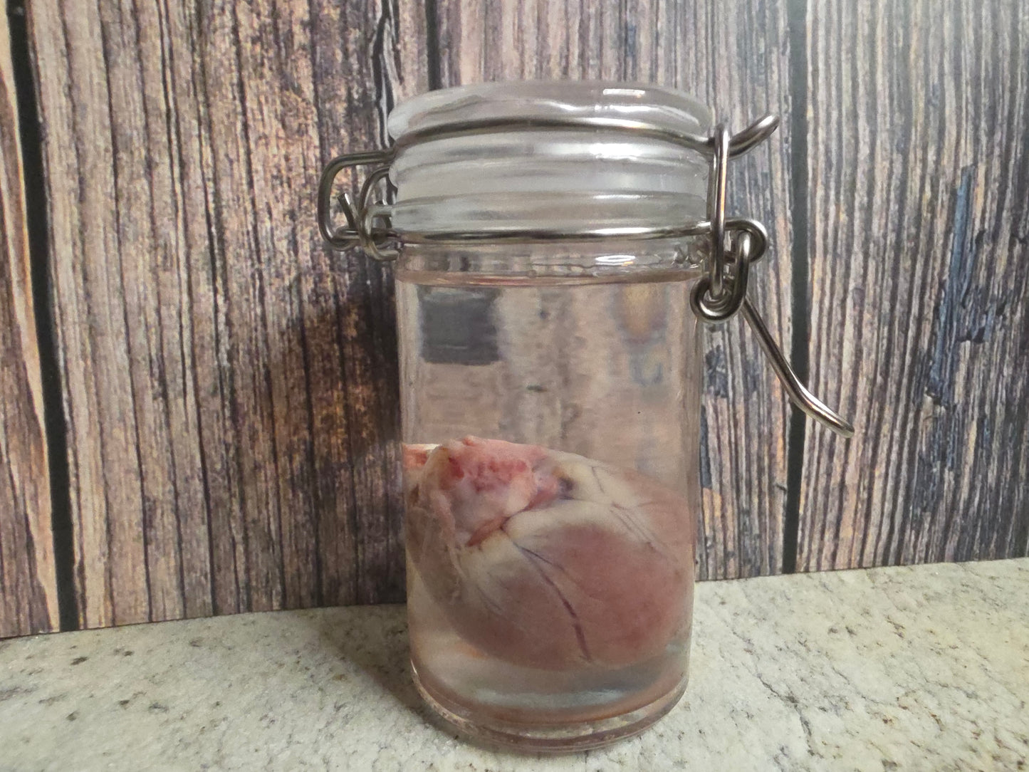Domestic Siamese Cat Heart Wet Specimen