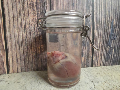 Domestic Siamese Cat Heart Wet Specimen