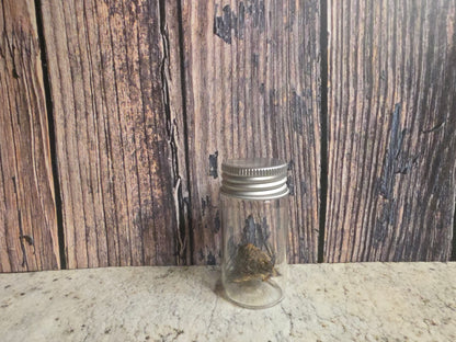 Dry Preserved Squirrel Nose Curio Vial