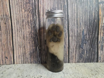 White Tabby Cat Paw Wet Specimen