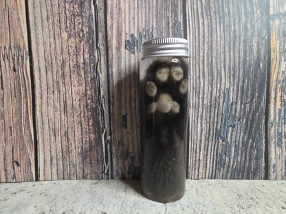 Siamese Cat Paw Wet Specimen