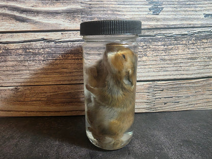 Hamster Wet Specimen (L)
