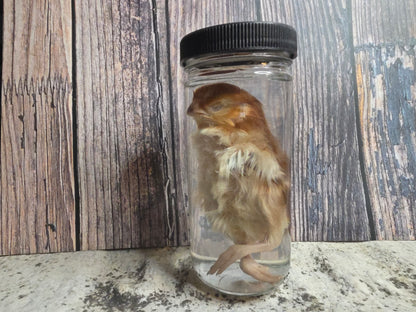 Red Domestic Chick Wet Specimen (#1)