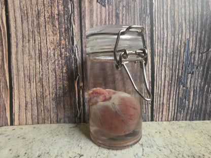 Domestic Siamese Cat Heart Wet Specimen