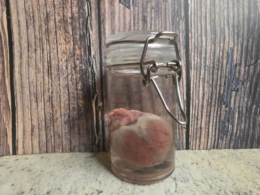 Domestic Siamese Cat Heart Wet Specimen