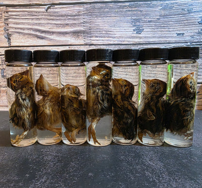 Quail Chick Wet Specimen Vial