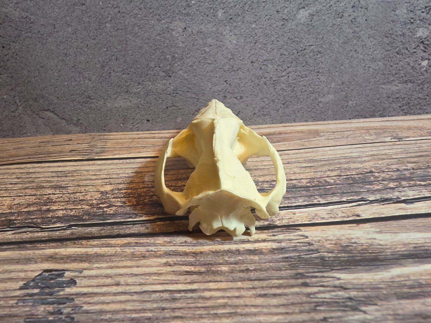 Imperfect Virgina Opossum Skull (LG Upper)