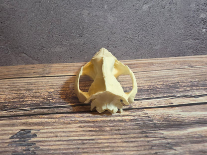 Imperfect Virgina Opossum Skull (LG Upper)