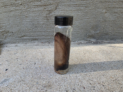 Wild Rabbit Ear Wet Specimen Vial