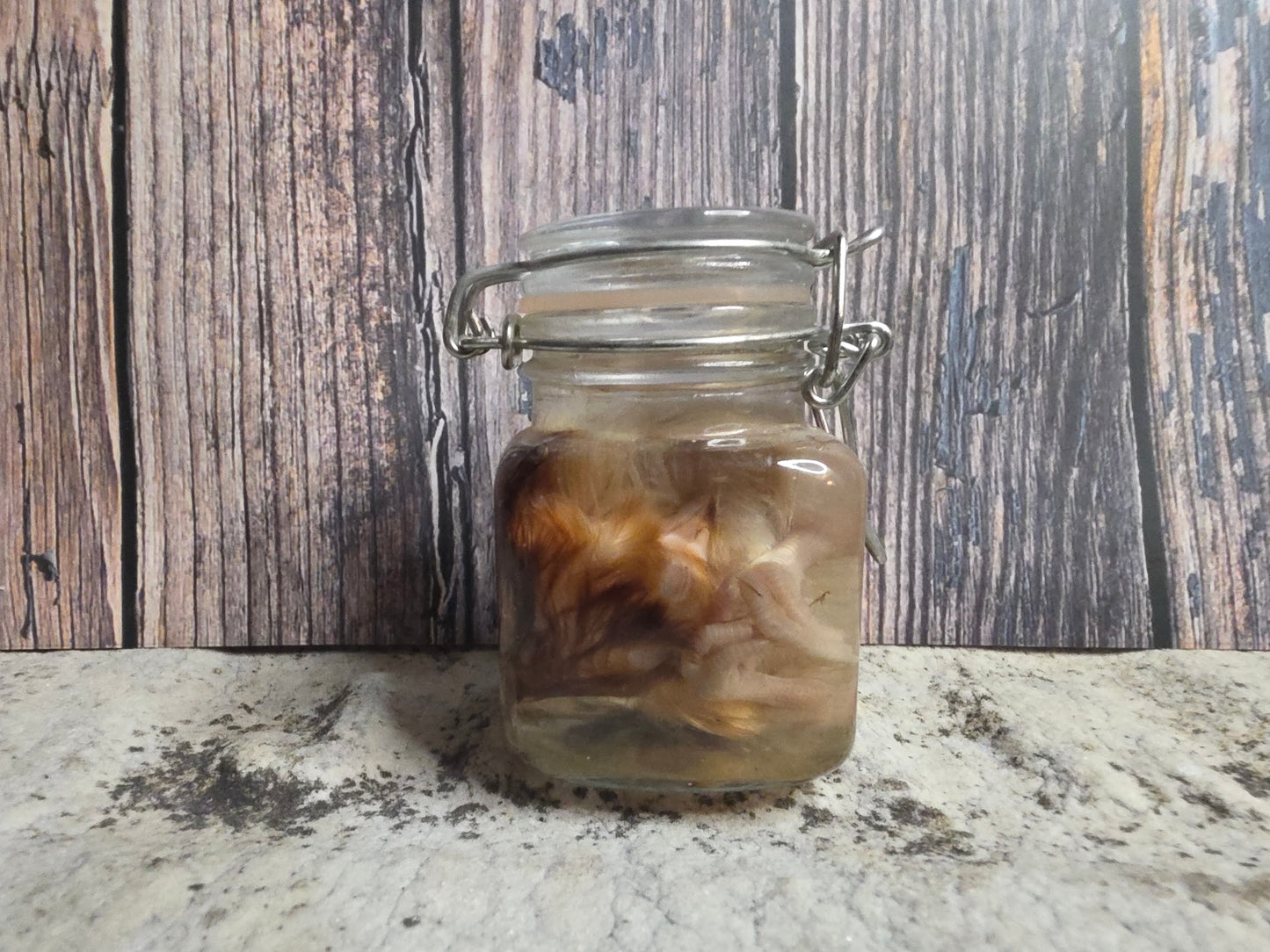 Red Domestic Chick Wet Specimen (Curled #1)