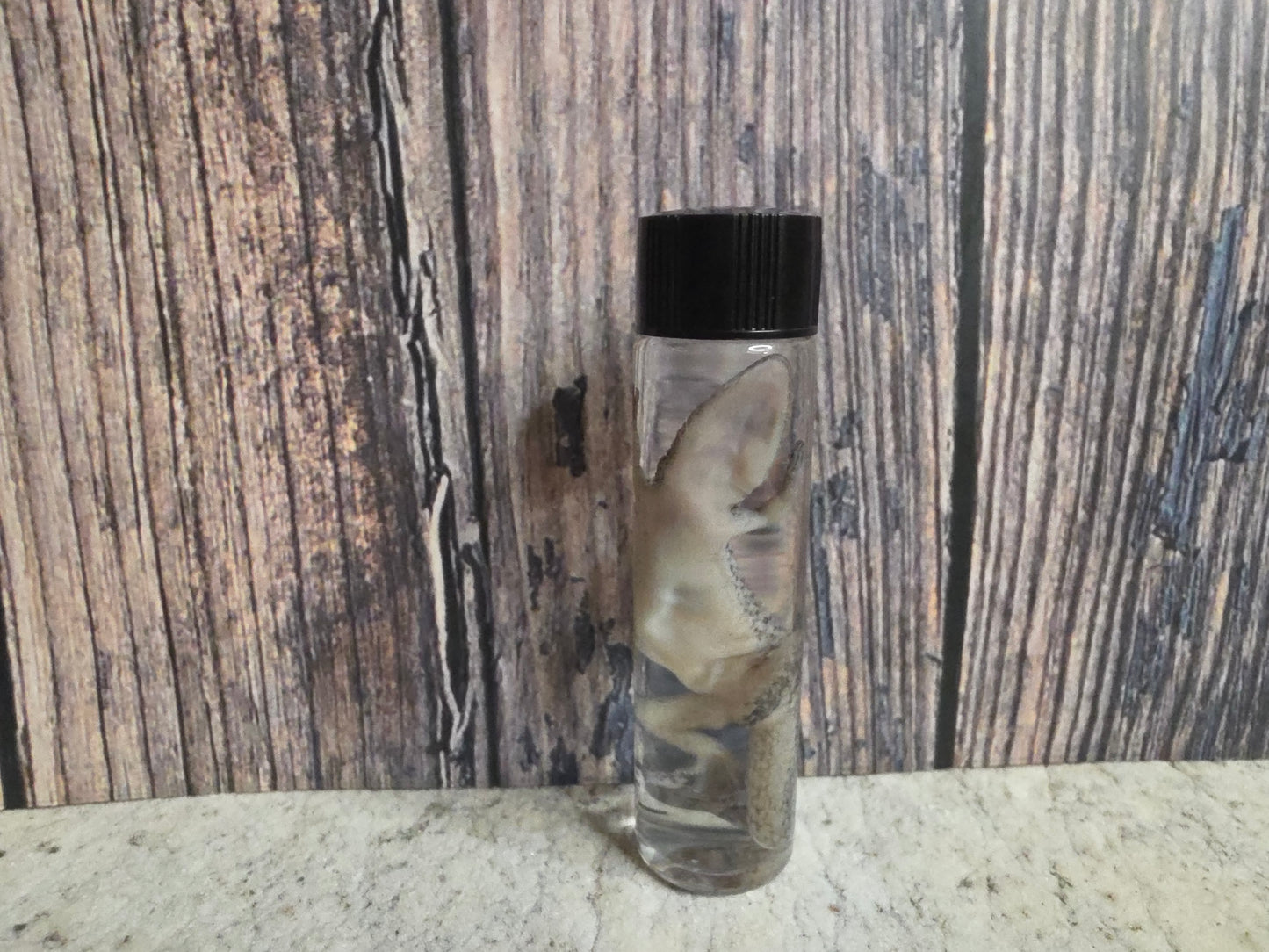Gecko Wet Specimen (#3)