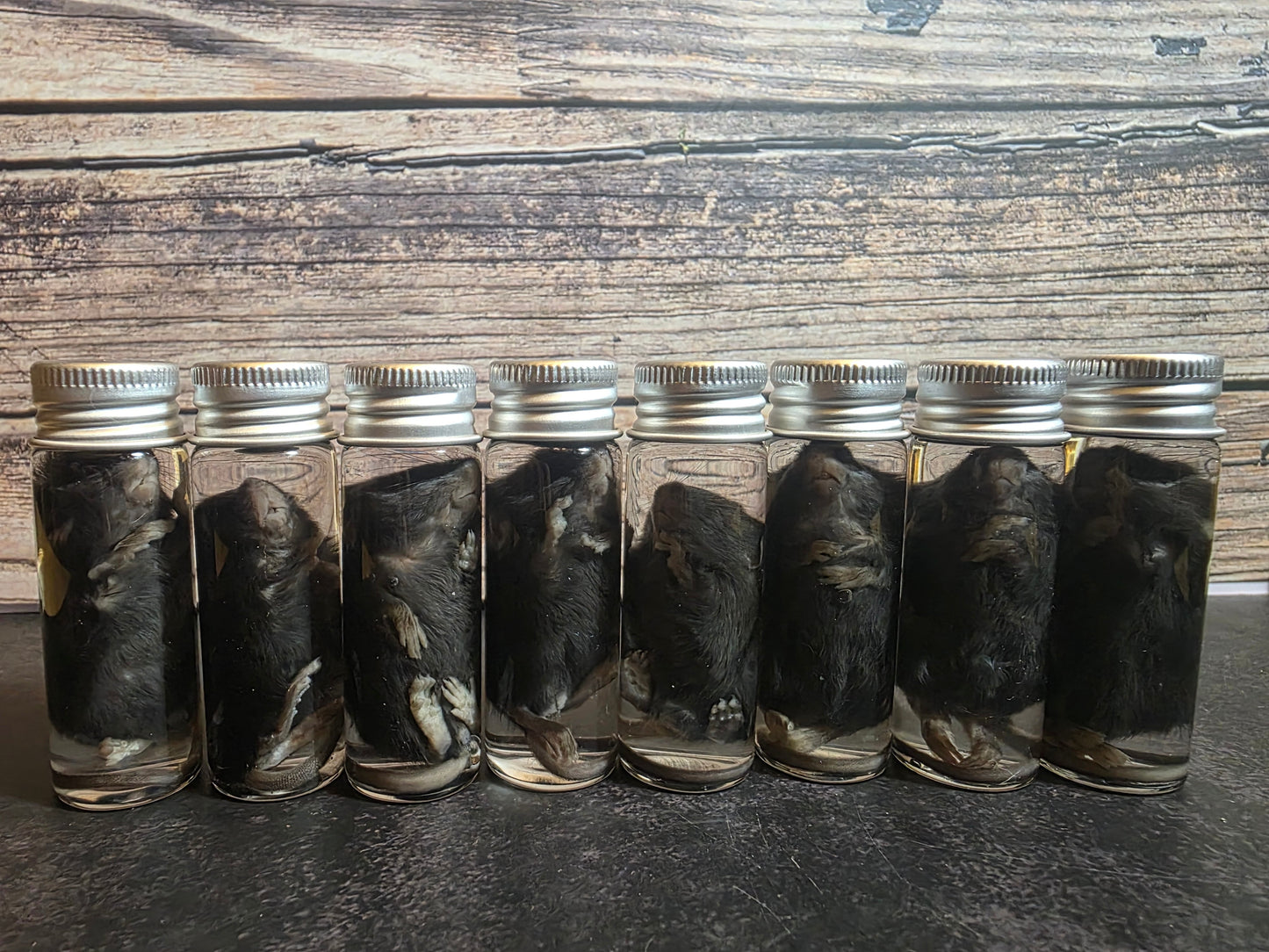 Wholesale (On Demand): Dark Fuzzy Mice Wet Specimen (No Jars)
